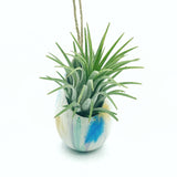 One of a Kind Air Plant Holder + Rubra