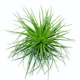 T. Stricta Hugo - Large