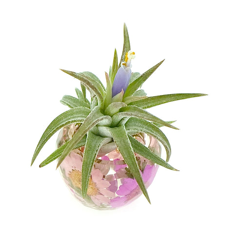 Pink Wildflowers Holder + Air Plant