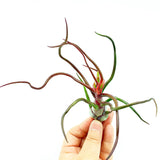 Bulbosa Giant Red Form Air Plant