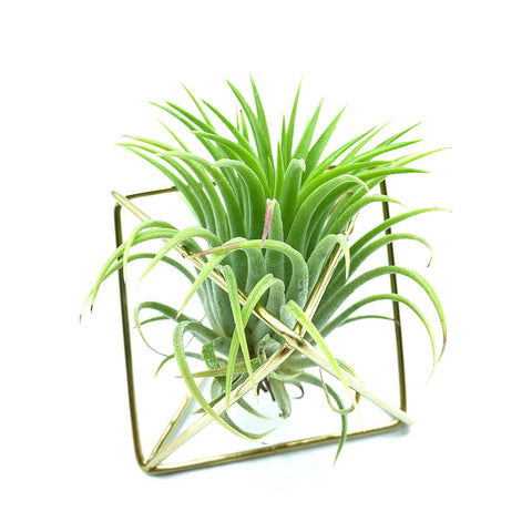Gold Polygon Stand + Air Plant