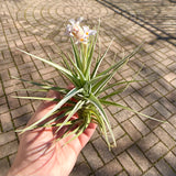 Air Plant Flower Bouquet