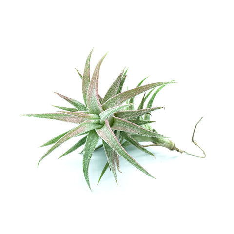 T. Van-hyningii