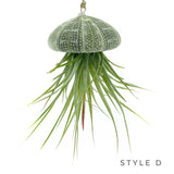 Hanging Jellyfish Urchin Air Plant