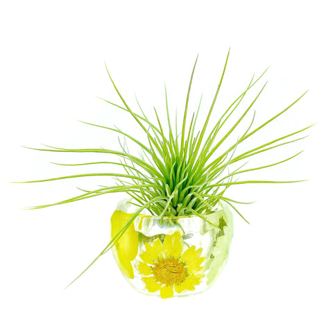 Yellow/White Wildflowers Holder + Air Plant