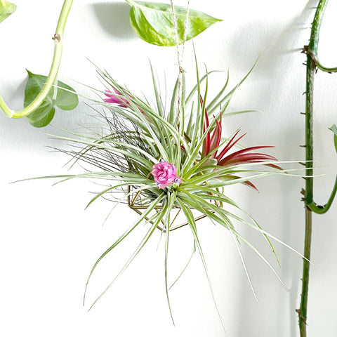 Air Plant Lovers Gift Collection