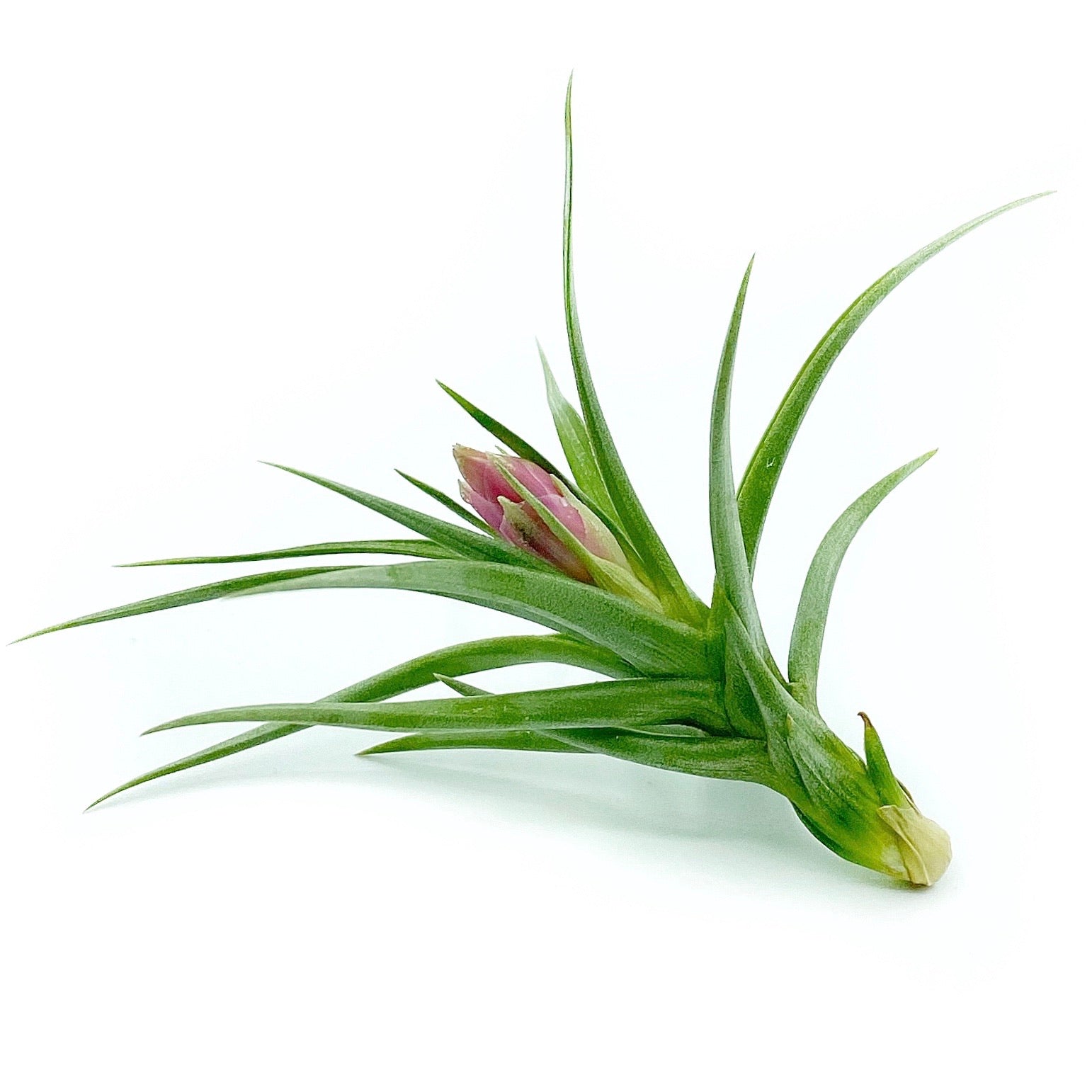T. Stricta x Aeranthos