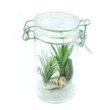 Beach Dreams Jar Terrarium