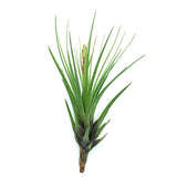 T. Tricolor Melanocrater