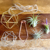 Set of 3 - Geometric Air Plant Ornament Gift Collection