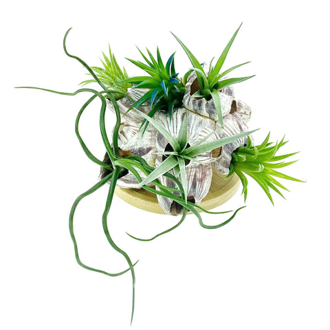 Sea Barnacle + Air Plants