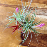 Air Plant Lovers Gift Collection