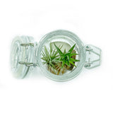 Beach Dreams Jar Terrarium