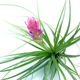 Tillandsia Stricta Air Plant