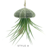 Hanging Jellyfish Urchin Air Plant