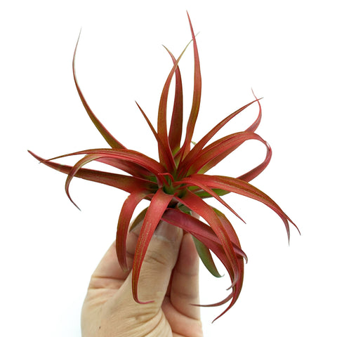 Red Abdita Air Plant