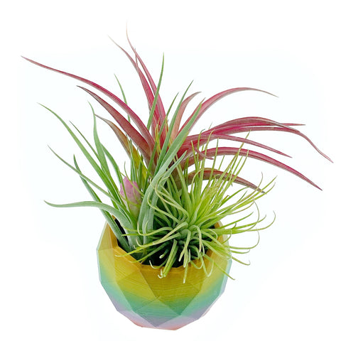 Rainbow Air Plant Holder + Plants