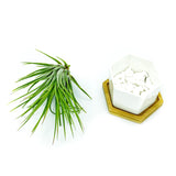 White Polygon Ceramic Air Plant Holder + Plant