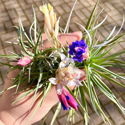 Tillandsia melanocrater – Rare & Air