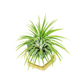 White Polygon Ceramic Air Plant Holder + Plant