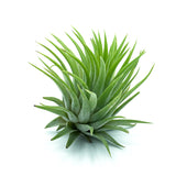 T. Ionantha Rubra - Green