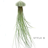 Hanging Jellyfish Urchin Air Plant