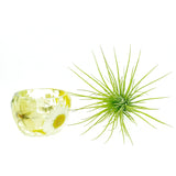 Yellow/White Wildflowers Holder + Air Plant