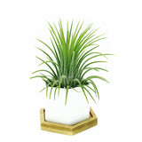 White Polygon Ceramic Air Plant Holder Only