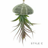 Hanging Jellyfish Urchin Air Plant