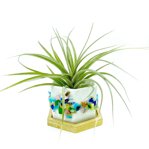 Rainbow Cats Eye Gemstone Planter + Air Plant