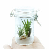 Beach Dreams Jar Terrarium