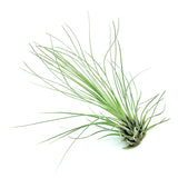 T. Filifolia