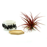 Black Onyx Gemstone Planter + Air Plant