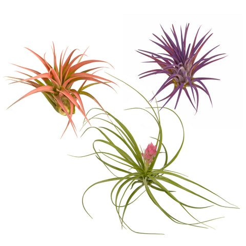 3 Pretty Plants Gift Set