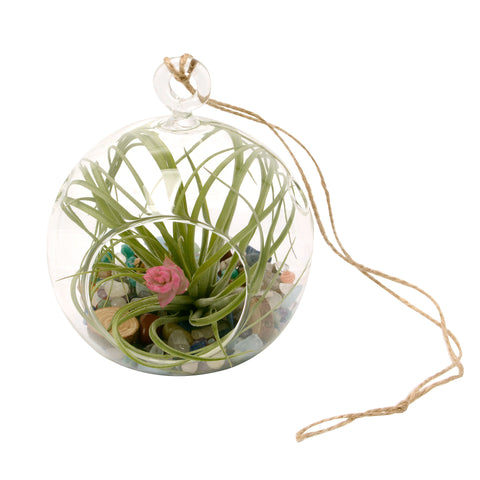 4" Rainbow Gemstone Bubble Terrarium with Blooming Air Plant