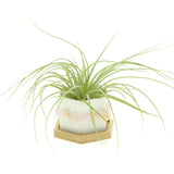 Pink Rose Quartz Gemstone Planter + Air Plant