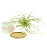 Pink Rose Quartz Gemstone Planter + Air Plant