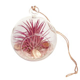 4" Rose Quartz Bubble Terrarium