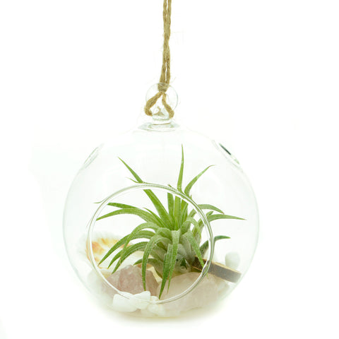 3" Quartz Bubble Terrarium