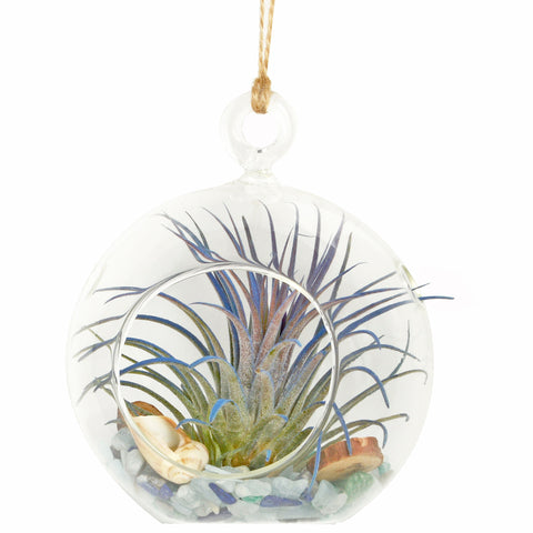 4" Seaside Dreams Bubble Terrarium